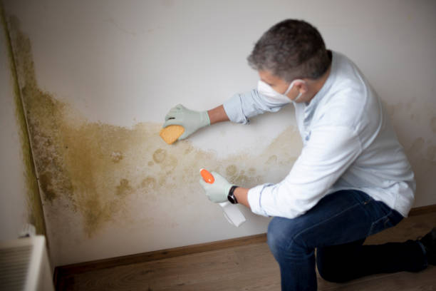 Best Mold Damage Restoration  in Portland, TX